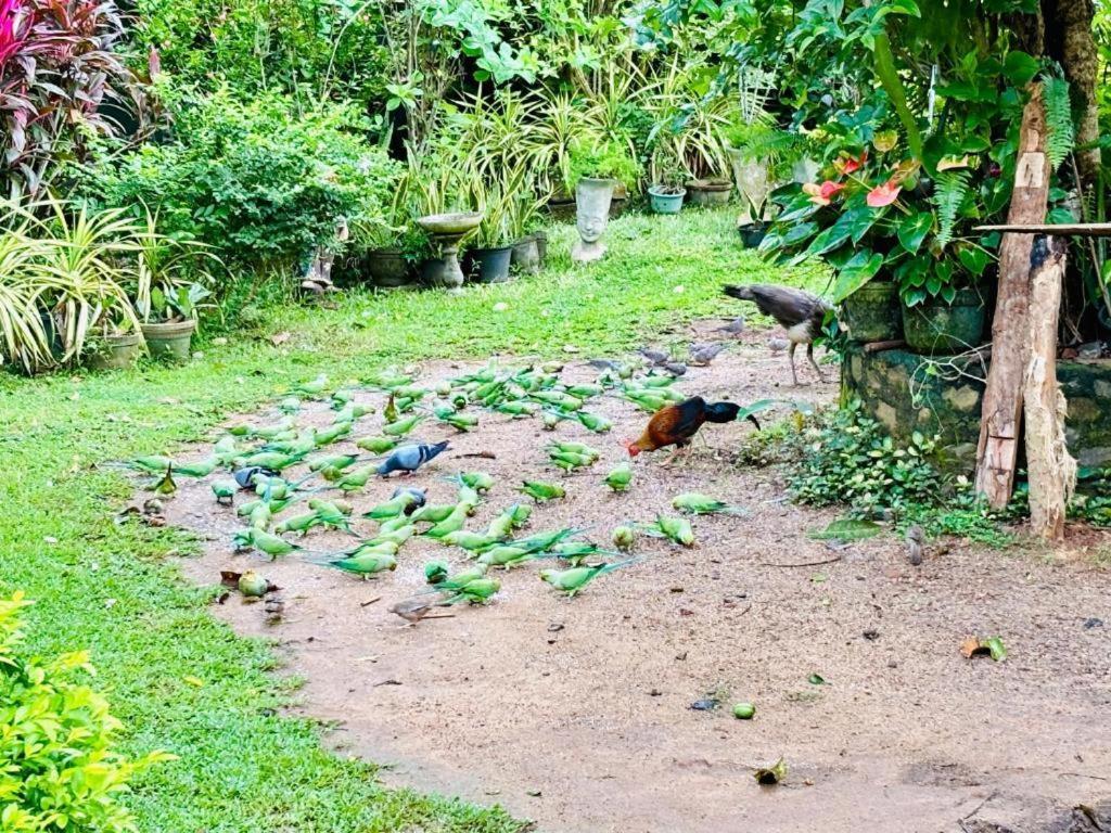 Bird House Villas Tangalle Εξωτερικό φωτογραφία
